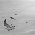 Conference of the birds, Sardegna