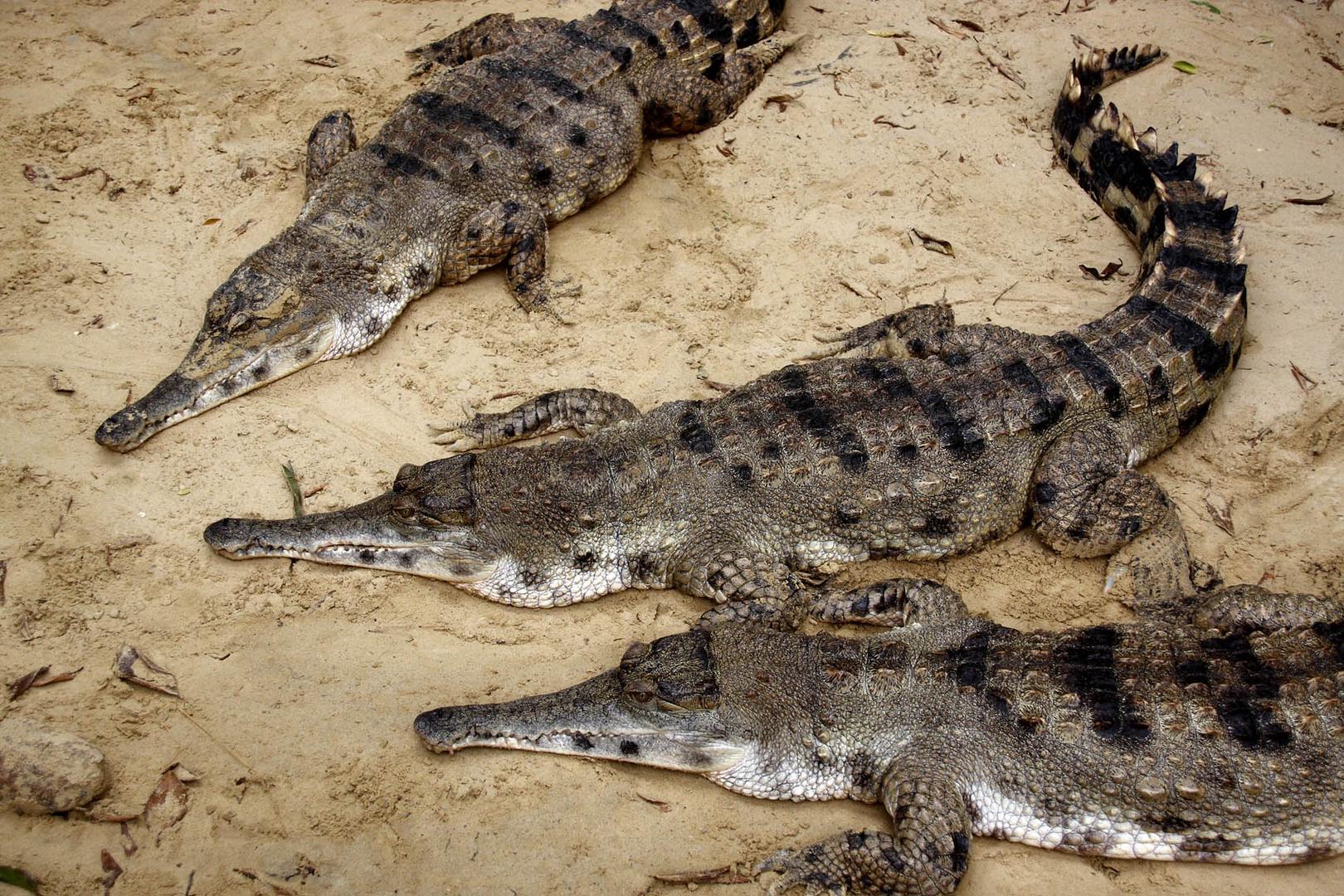 conference of the crocodiles