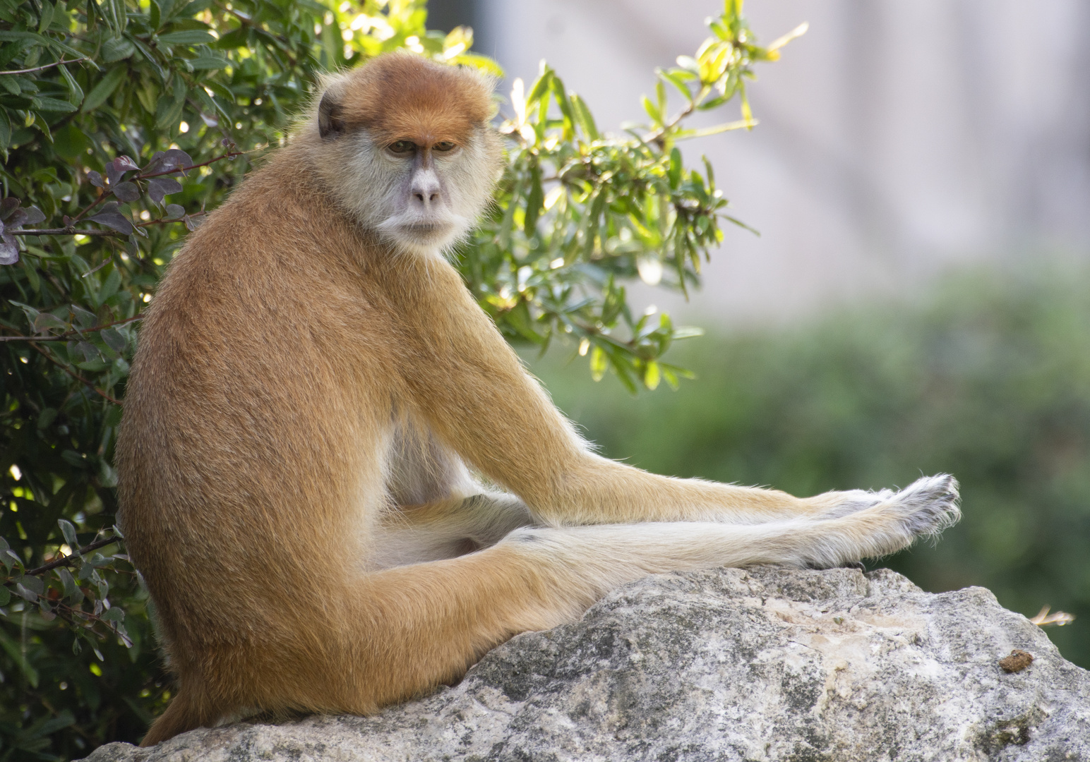 Confortablement installé ! (Erythrocebus patas, patas ou singe rouge)