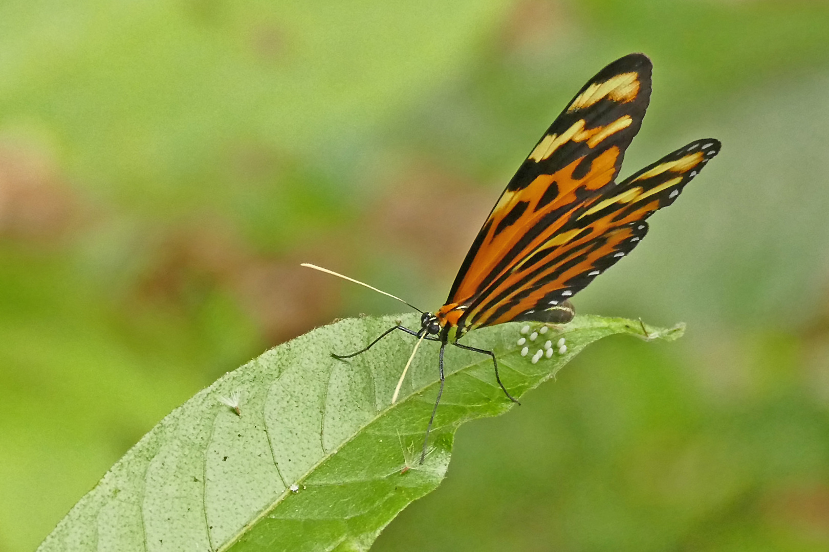 Confused Tigerwing, Sweet-oil Tiger,  Lysimnia Tigerwing (Mechanitis lysimnia)