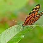 Confused Tigerwing, Sweet-oil Tiger,  Lysimnia Tigerwing (Mechanitis lysimnia)