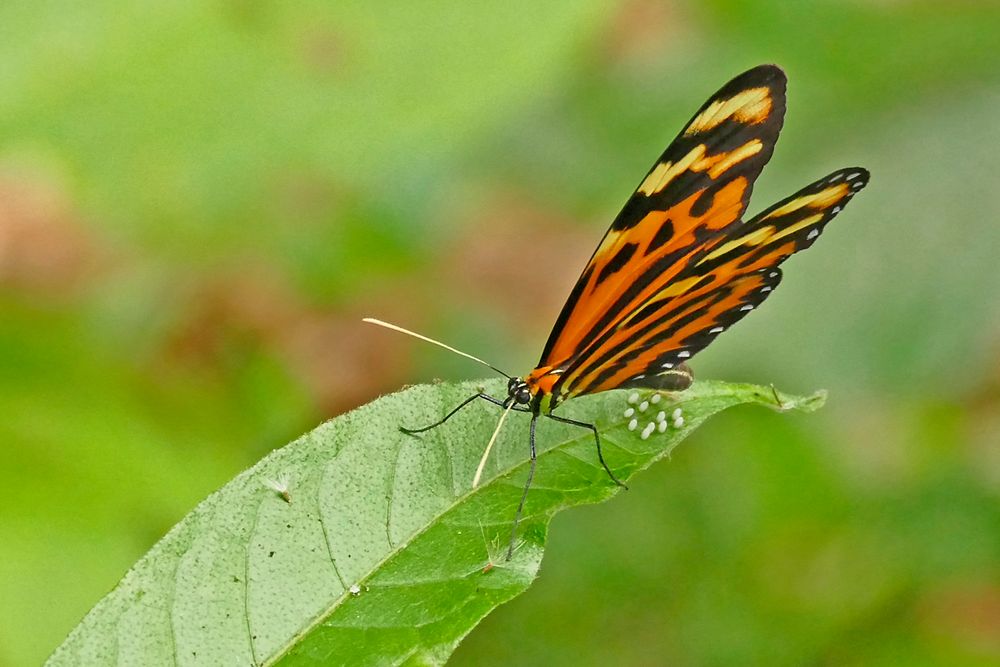 Confused Tigerwing, Sweet-oil Tiger,  Lysimnia Tigerwing (Mechanitis lysimnia)