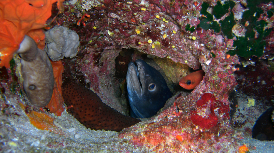 Conger mit Gesellschaft