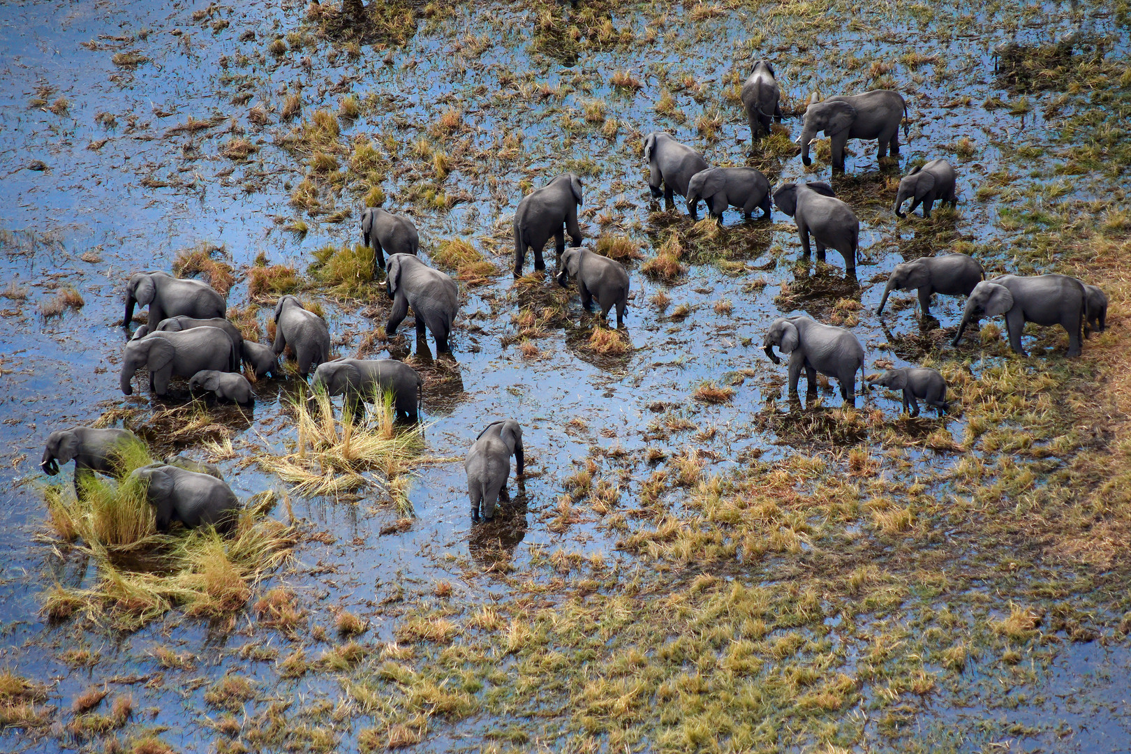 Congregation of giants