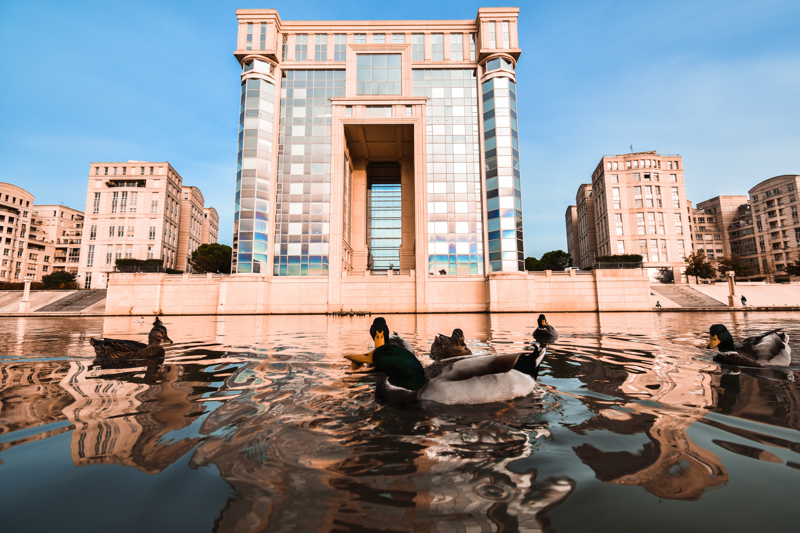 Congrés de canards, hémicycle des anatidés montpelliérains