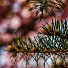 conifer