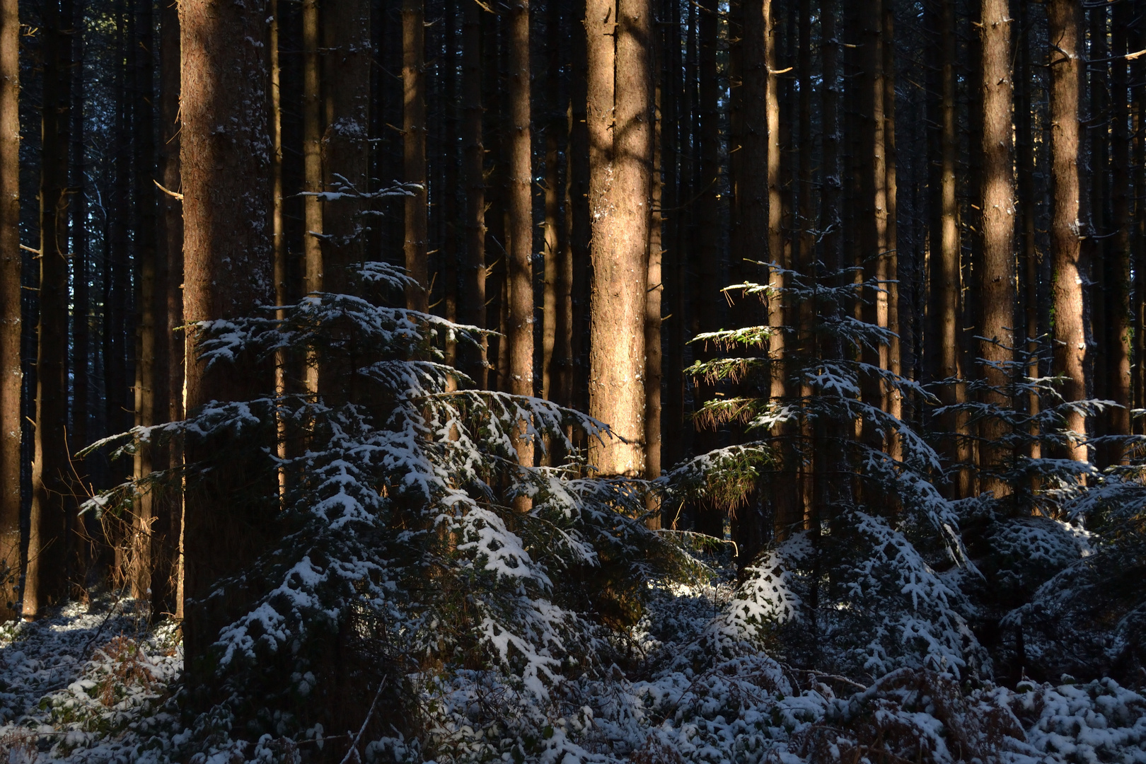 Conifere invernali (Monti delle Serre, Calabria)