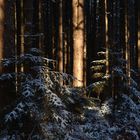 Conifere invernali (Monti delle Serre, Calabria)