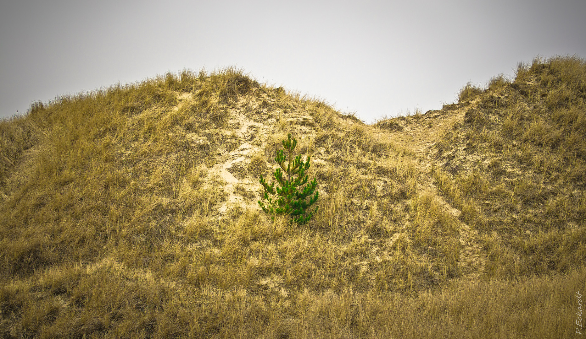 "Conifers dune" - Amrum