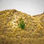 "Conifers dune" - Amrum