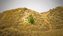 "Conifers dune" - Amrum