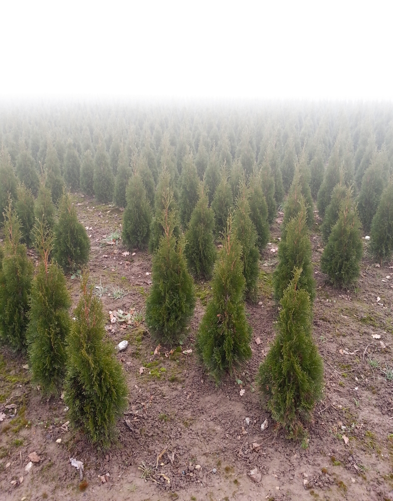 Conifers, let's fight for christmas tree rights!