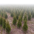 Conifers, let's fight for christmas tree rights!