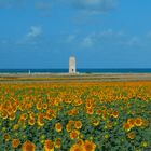 Conil de la Fontera 2016