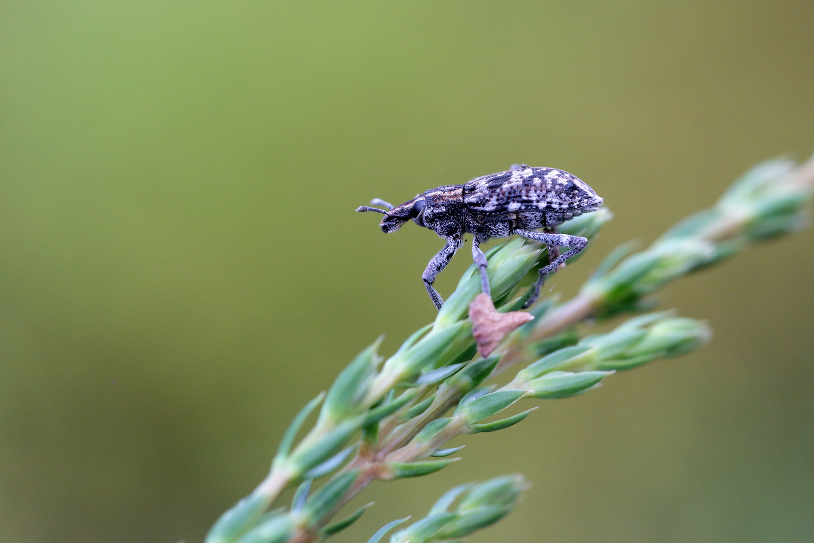 Coniocleonus nebulosus