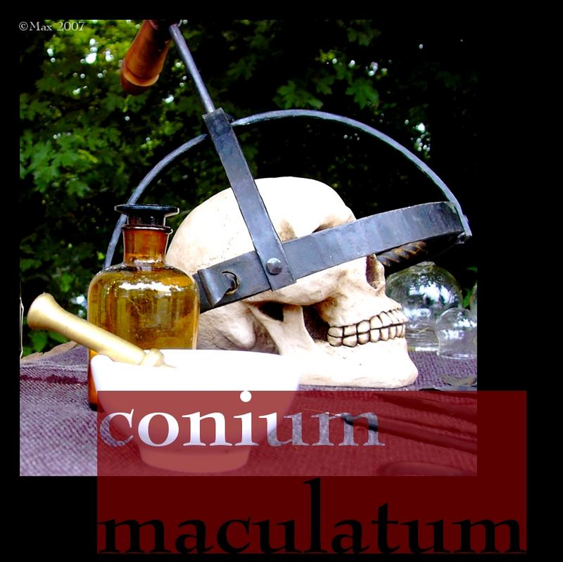 conium maculatum