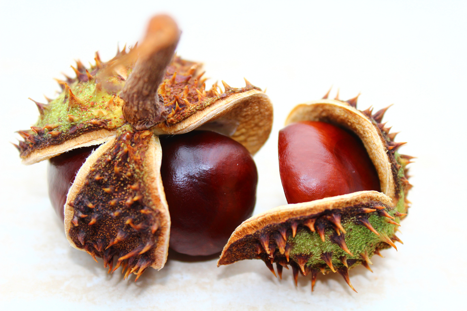 Conkers in the Limelight