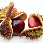 Conkers in the Limelight