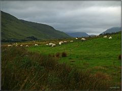 Connemara 3