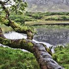 Connemara 6