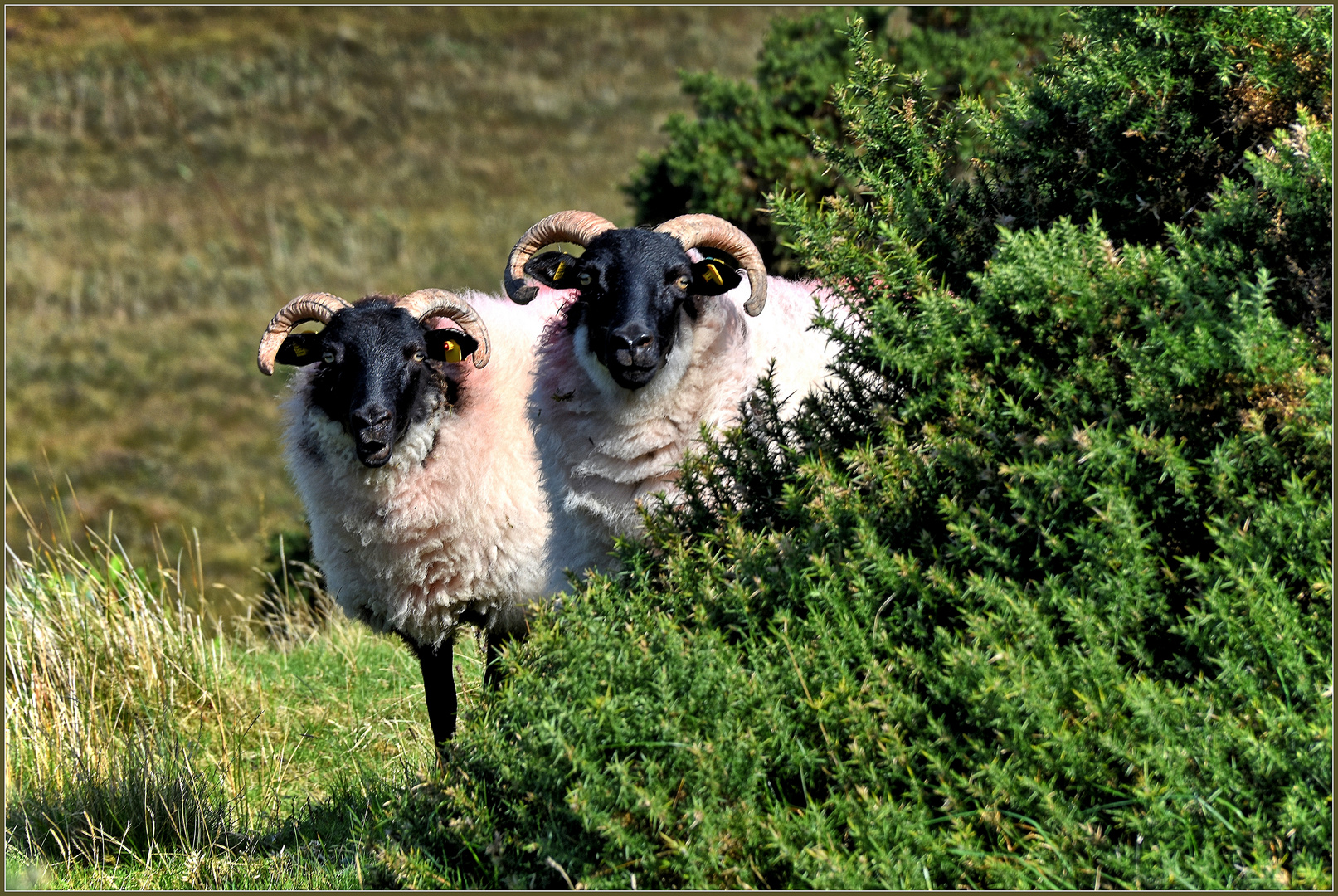 Connemara Blackface