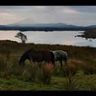 Connemara Horses