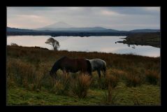 Connemara Horses