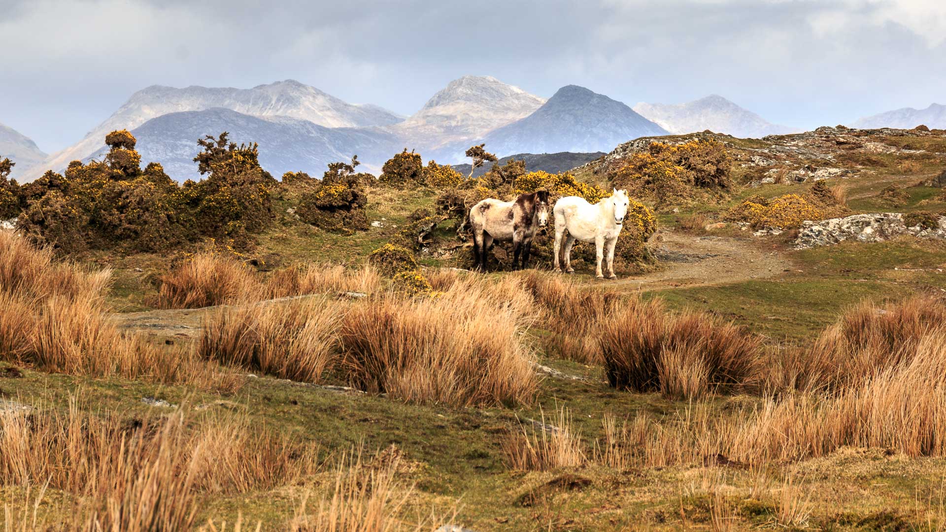 Connemara Irland