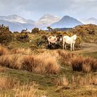 Connemara Irland