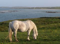 Connemara - Land der Pferde