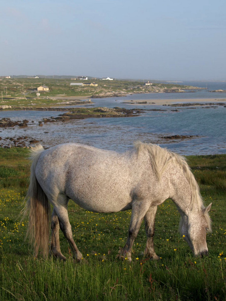 Connemara - Land der Pferde 2
