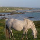 Connemara - Land der Pferde 2