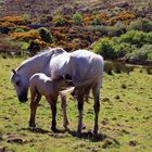 Connemara National Park Tierwelt 1
