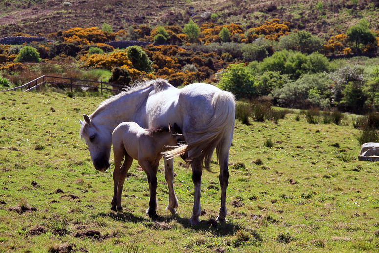 Connemara National Park Tierwelt 1