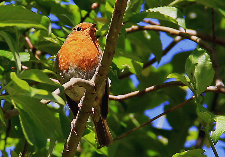 Connemara National Park Tierwelt