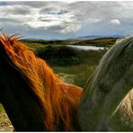 CONNEMARA PONIES