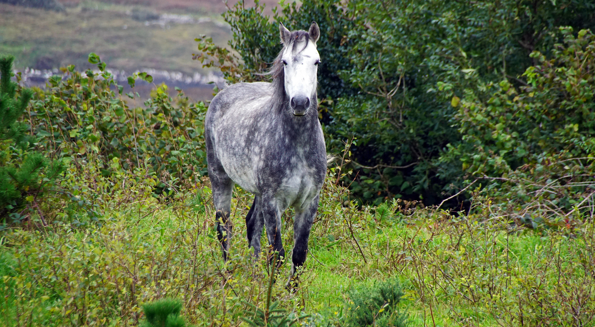 Connemara Pony