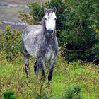 Connemara Pony