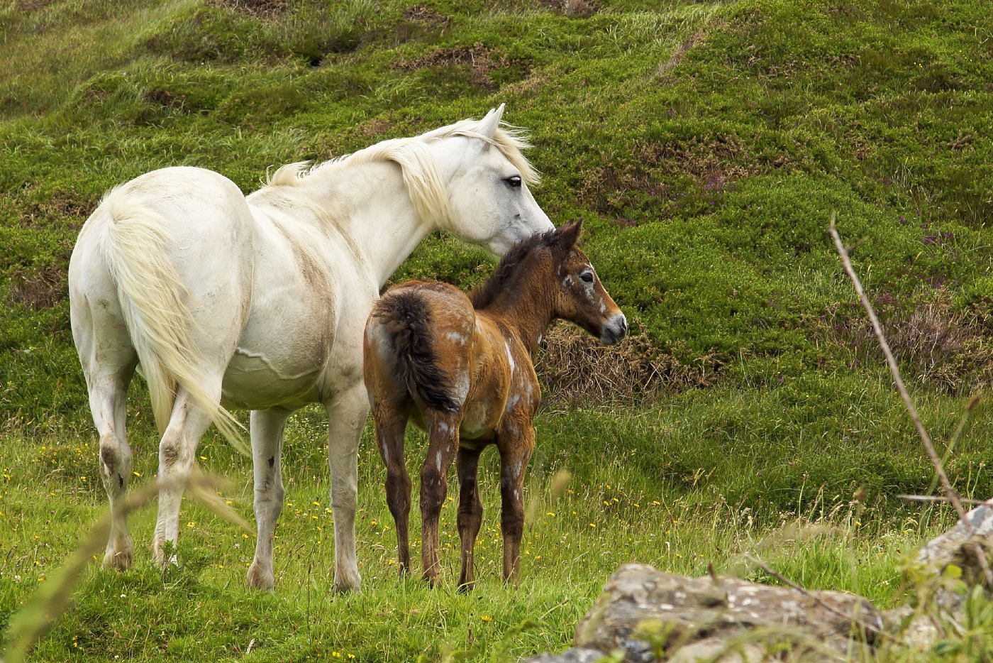 ConnemaraPony Foto & Bild wiese, grün, natur Bilder auf