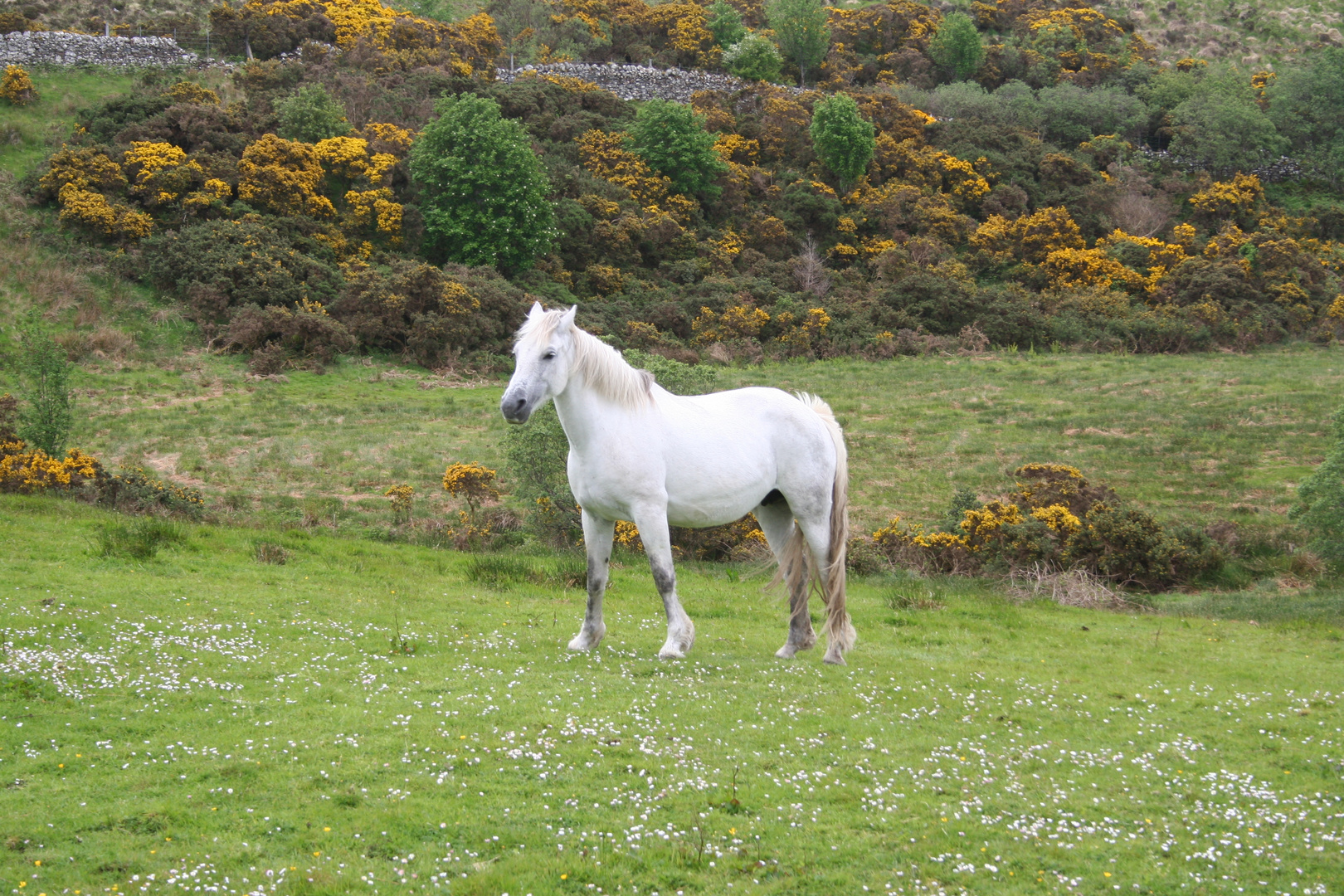 Connemara Pony