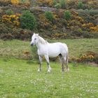 Connemara Pony