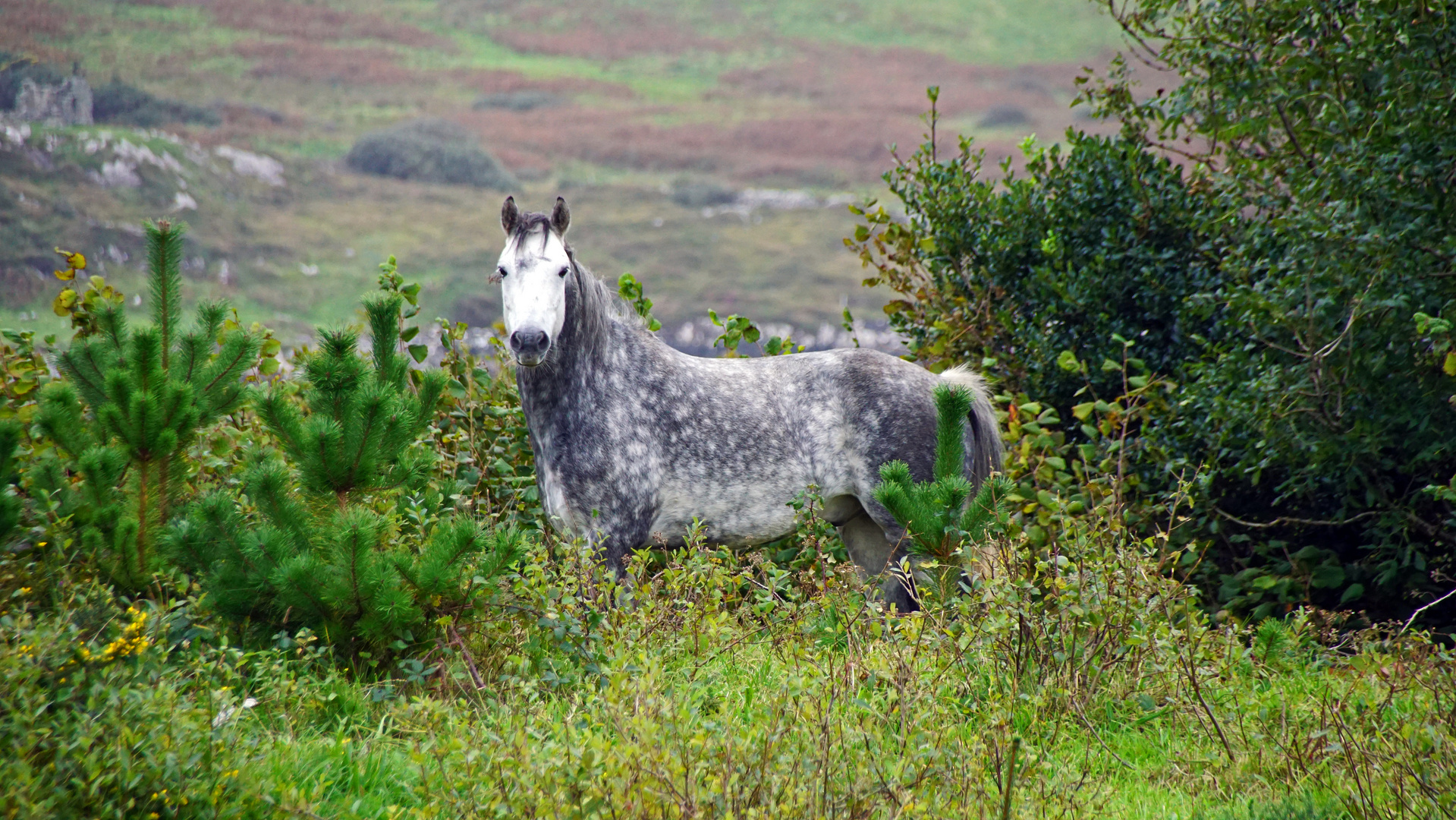 Connemara Pony