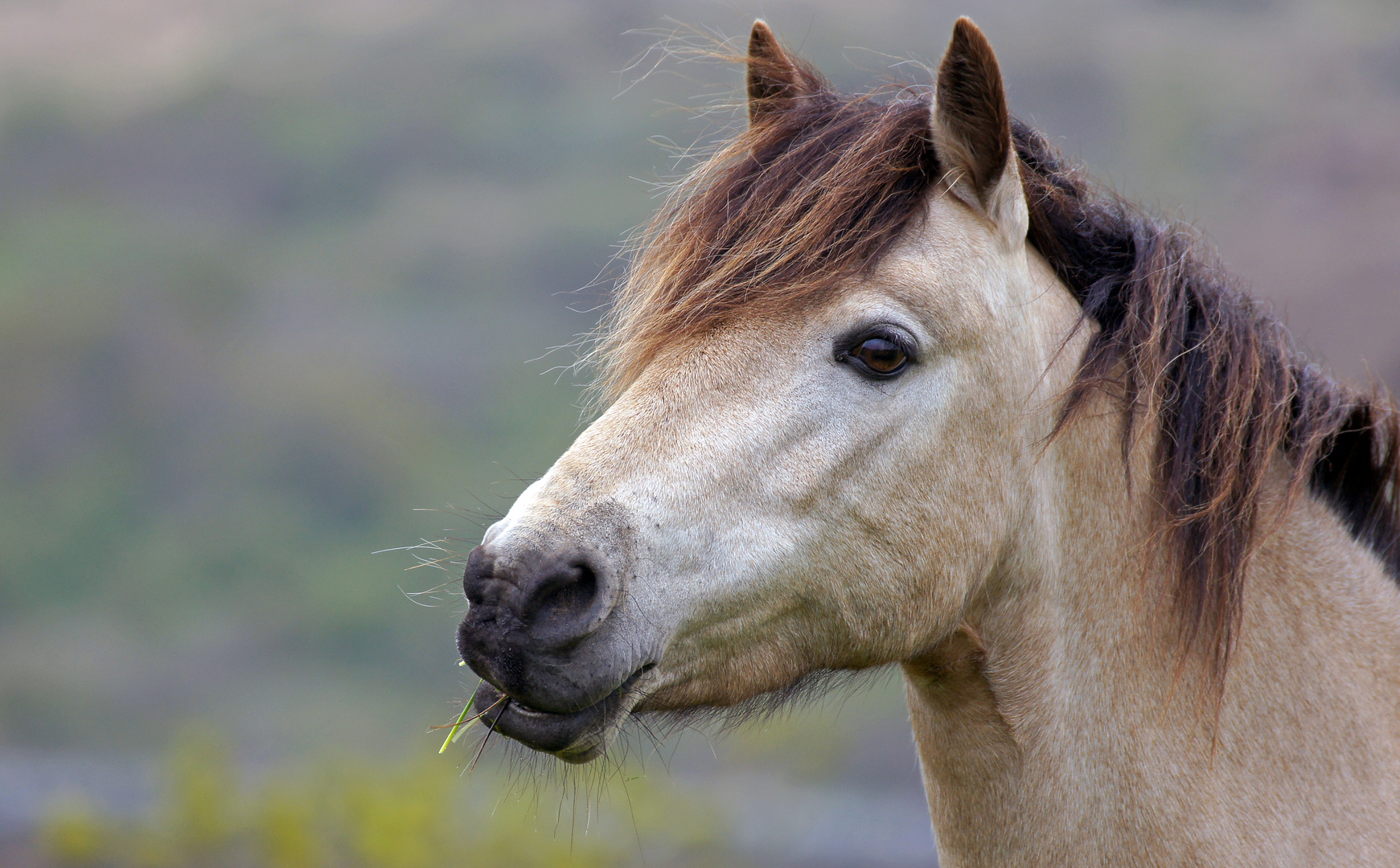 Connemara Pony