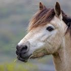 Connemara Pony