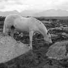 Connemara Pony