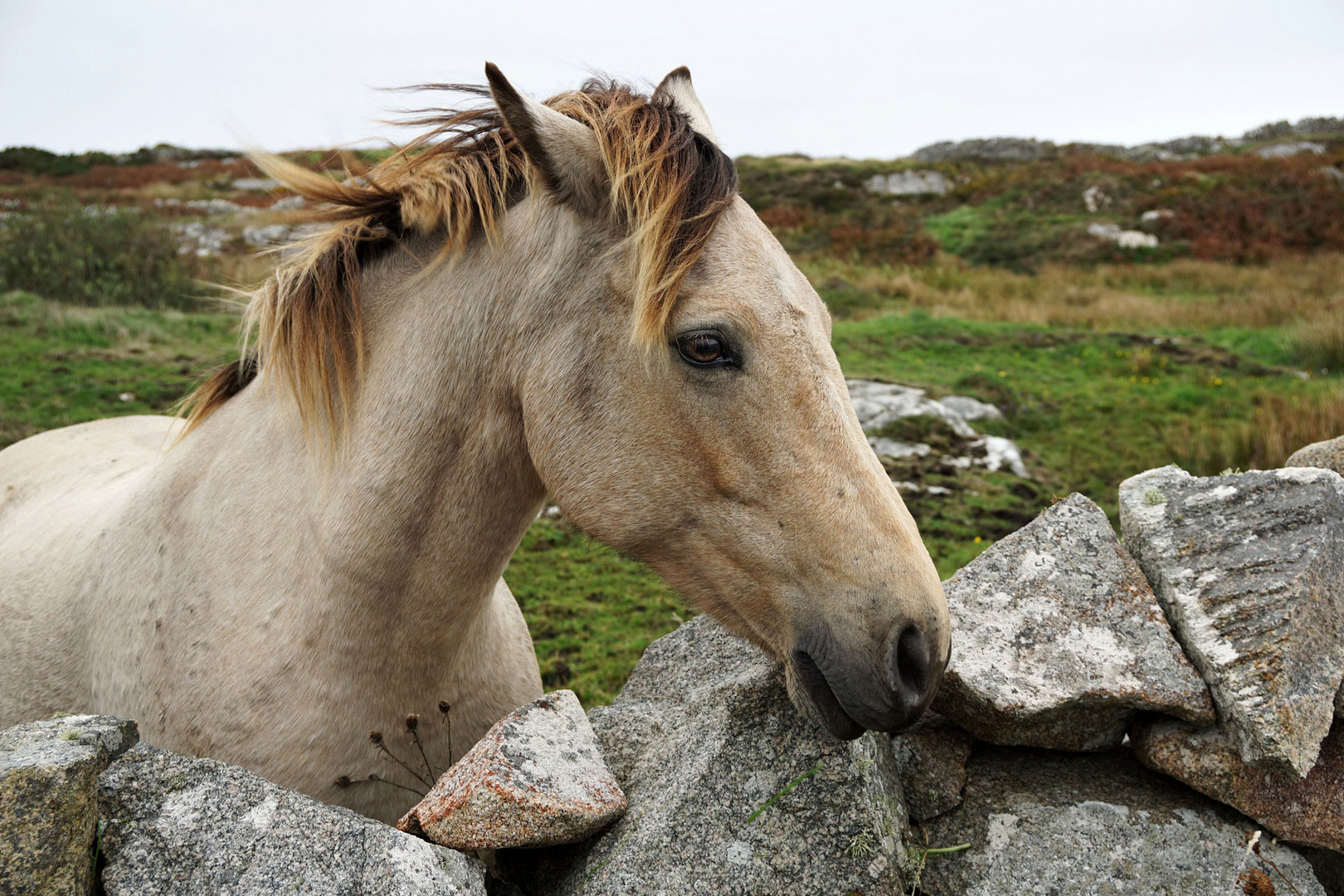 Connemara-Pony