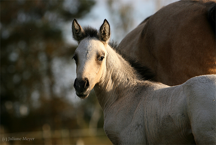 Connemara Pony