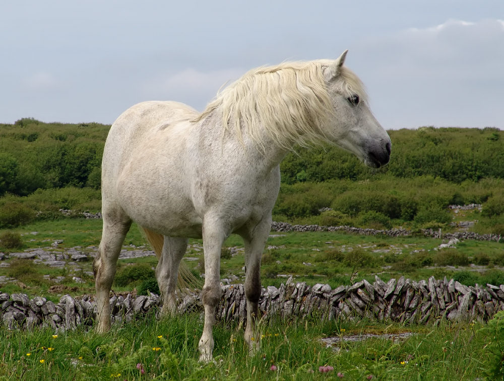 Connemara Pony