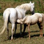 Connemara-Pony-Schimmelfohlen