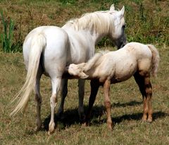 Connemara-Pony-Schimmelfohlen